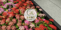 A-NUBIS. Дизайн мемориальных памятников